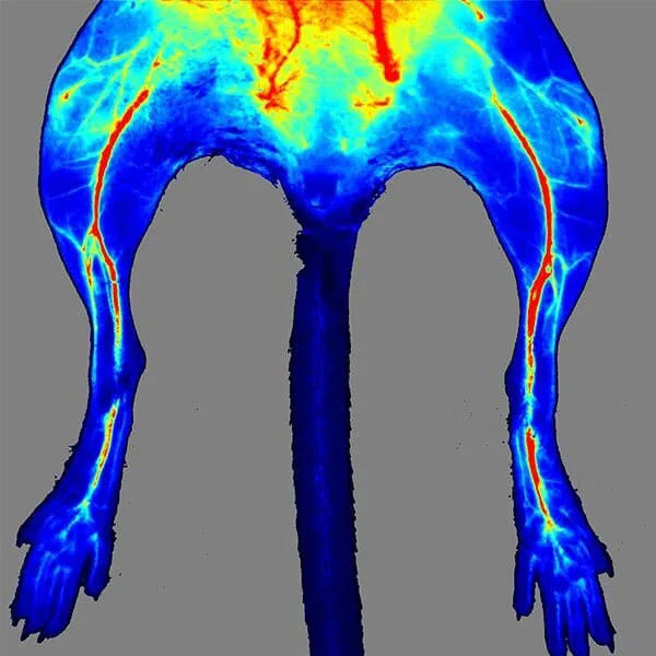 RWD RFLSI-ZW Laser Speckle Contrast Imaging System